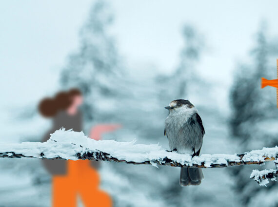 Ptaszki ćwierkają, co dziś na kolację, czyli dokarmianie ptaków zimą - Warto być eko